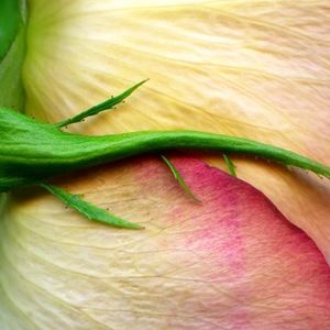 Meet your Posher, Char